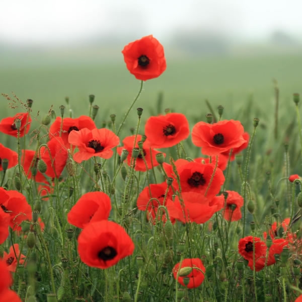 Armistice Day: The Great War and the words we mustn't forget